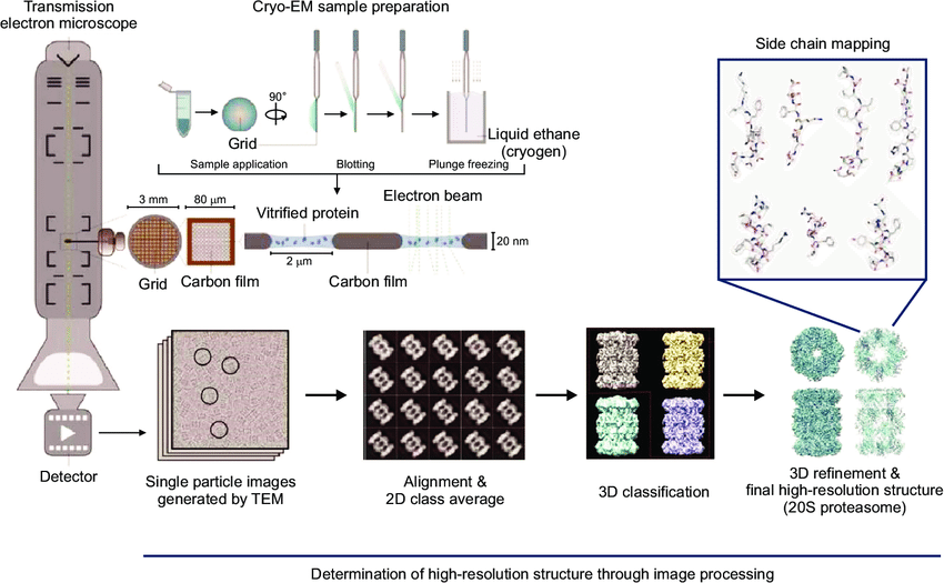1._cryo-electron-microscopy-em-work-flow-a-purified-sample-is-applied-to-the-grid-and.png