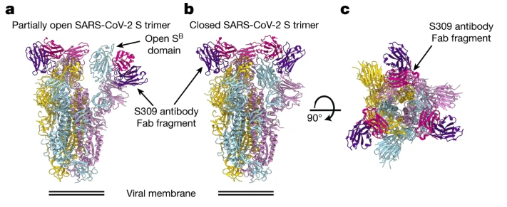 2._cryo-em_structures_of_the_sars-cov-2_s_glycoprotein_in_complex_with_the_s309_neutralizing_mab_fab_fragment..png