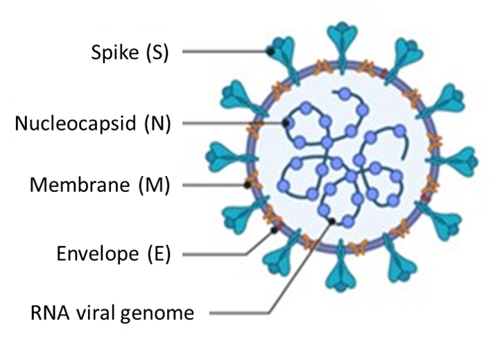 coronavirus_structure_-_higher_res.png