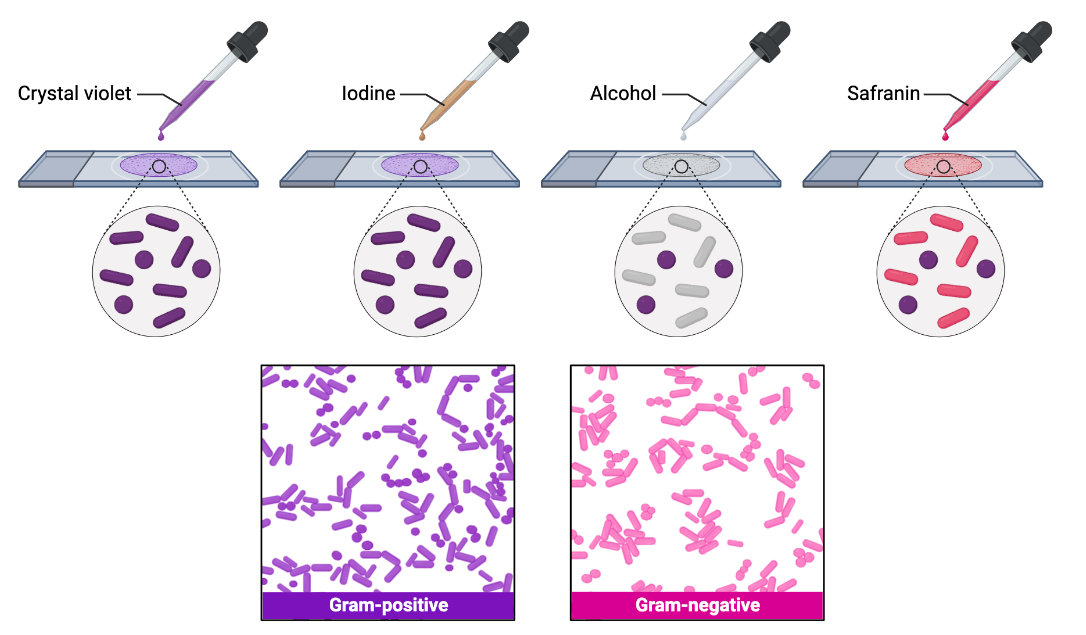 gram_staining.png