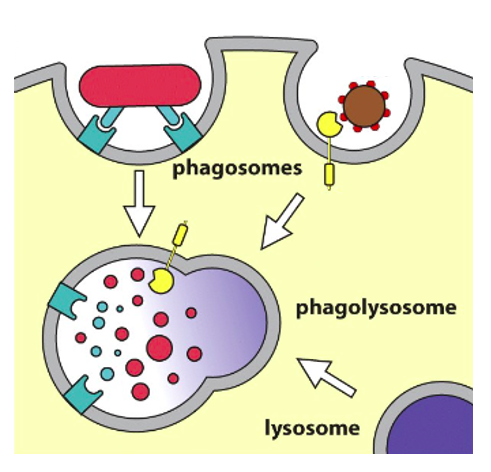 macrophage_phagocytosis.png