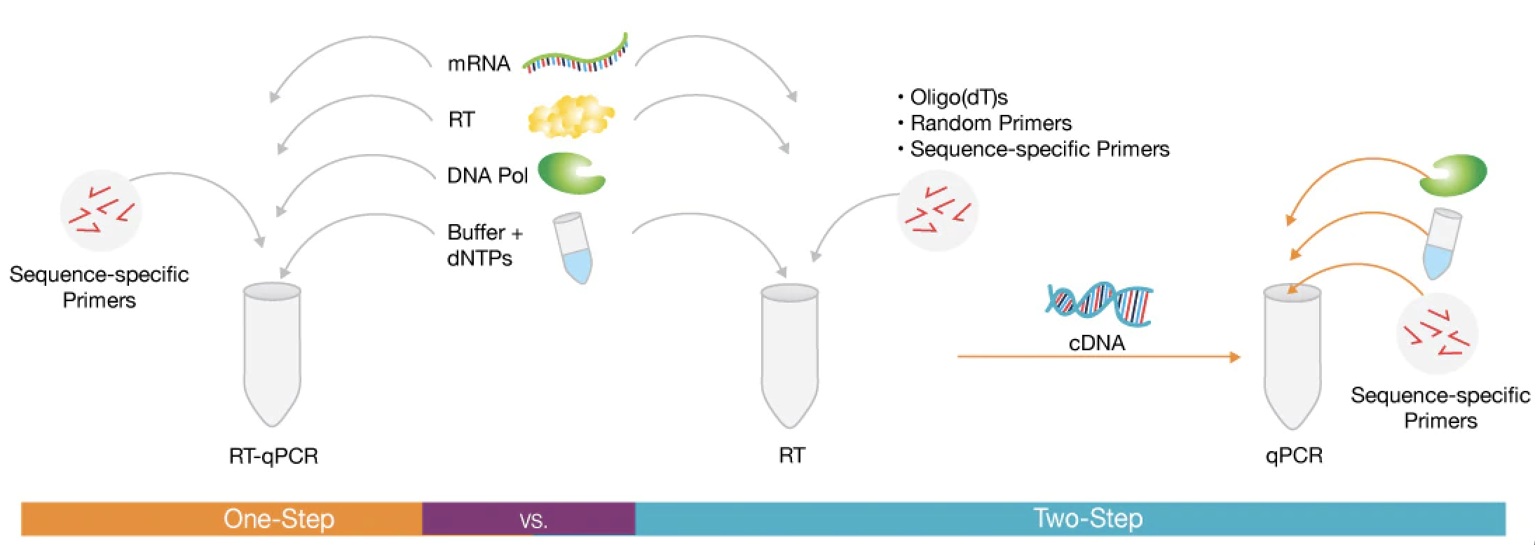 rt-pcr.png