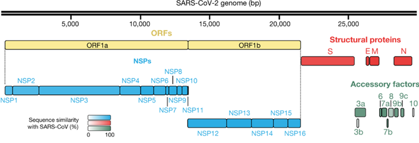 sars-cov-2_genome_map.png