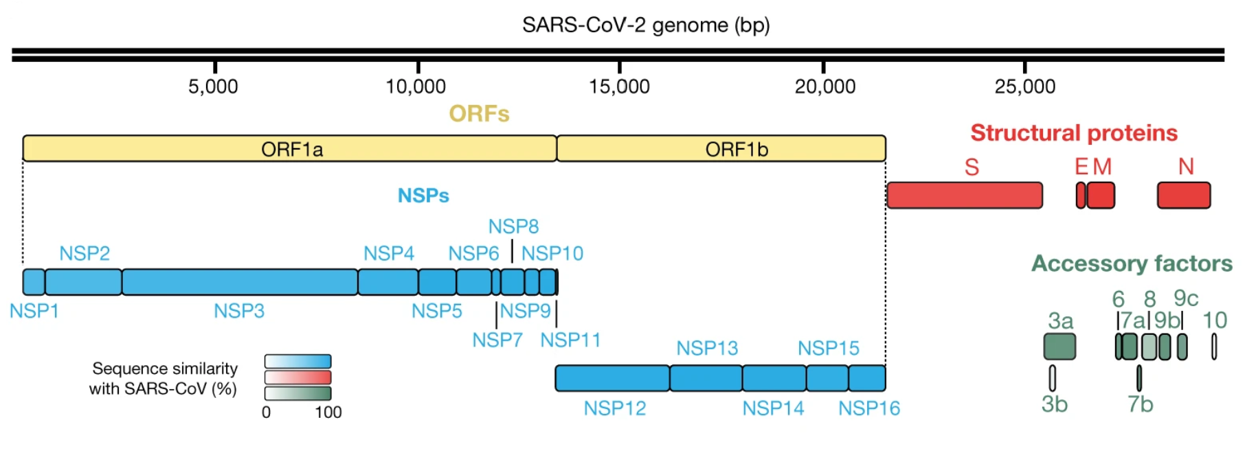 sars-cov-2_genome_map_1_.png