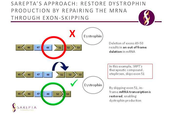 Figure 7: Eteplirsen mechanism shown; the exon skipping mechanism of the drug allows for a functional copy of dystrophin to be created.