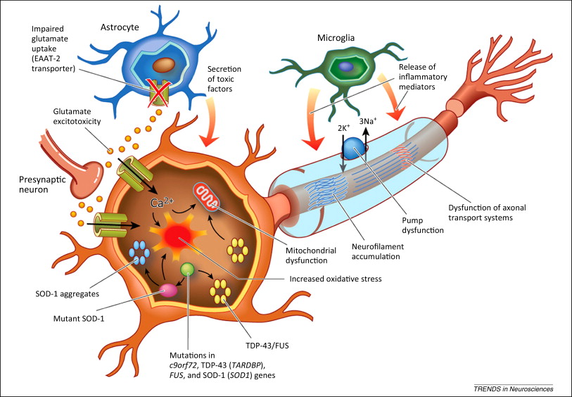 Figure 3: The pathophysiology of ALS