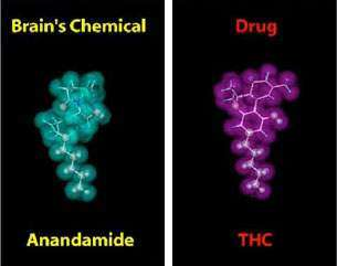 anandamide.png