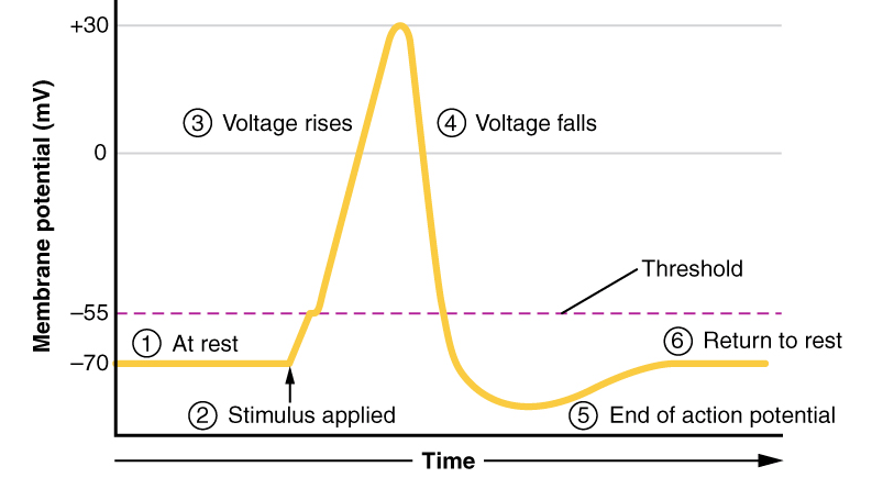 ap_graph.png