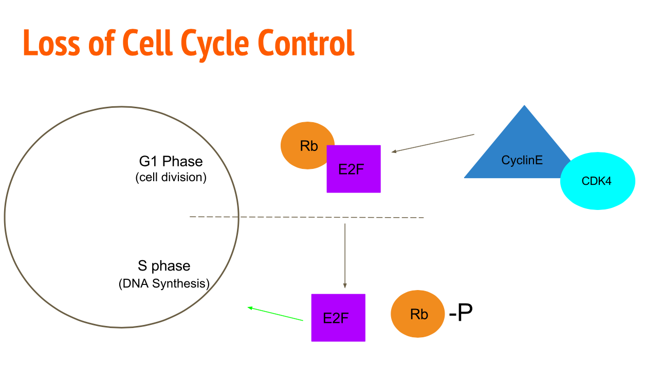 cell_cycle_picture.png