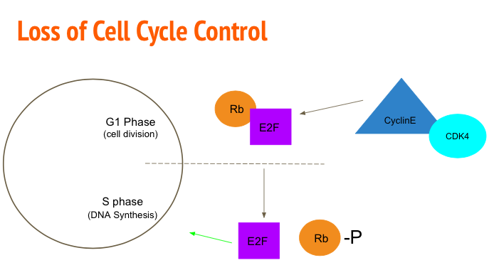 cellcycle_picture.png
