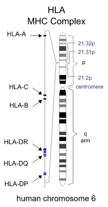 chromosome_6.jpg