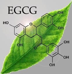 epigallocatechin-gallate-egcg-2_top-testosterone-supplement.jpg