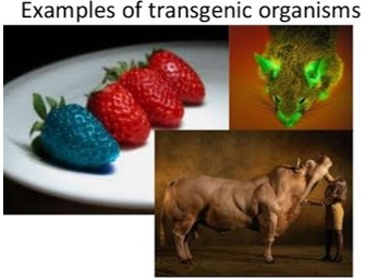 examples_of_transgenic_clones.png