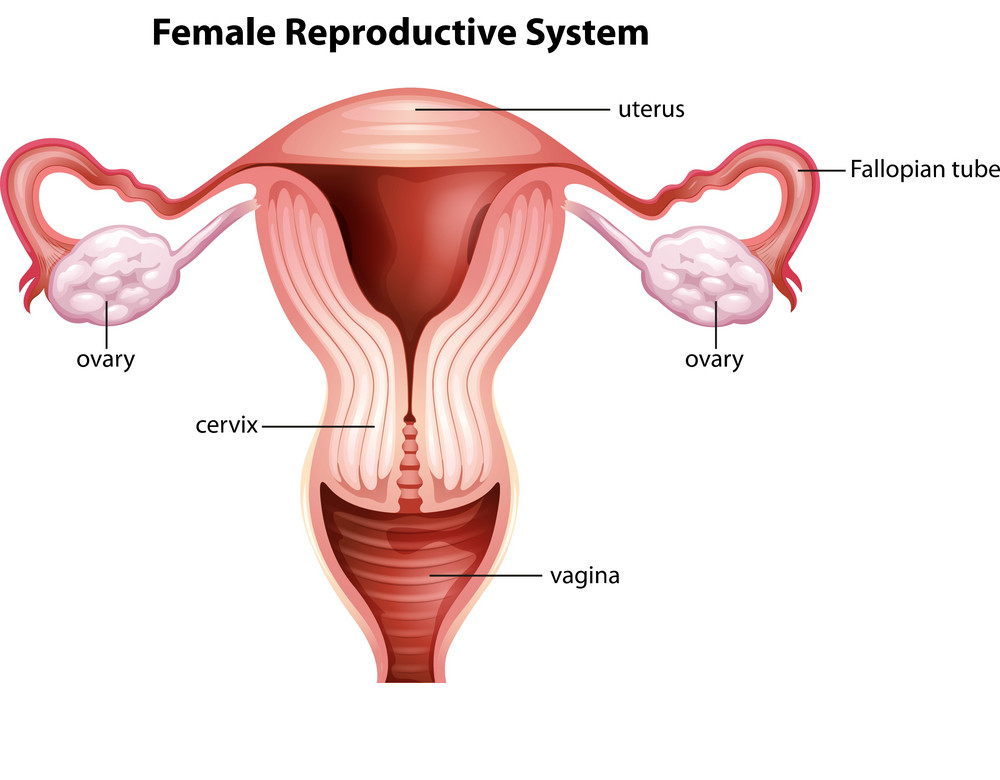 female-reproductive-system.png