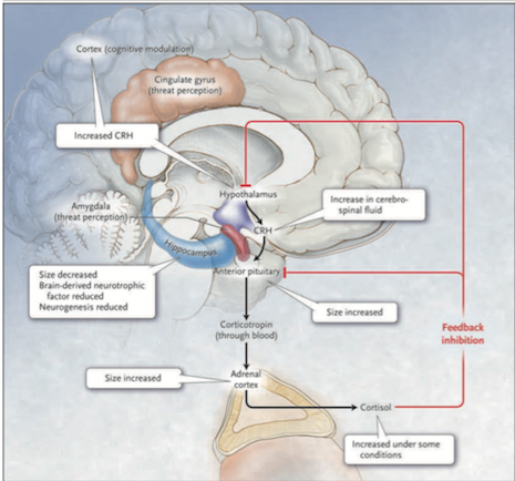 Figure 2: The HPA system in depression (Source: Bedmaker & Adam, 2008)