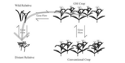 gene_transfer_from_gm_crops_to_their_wild_relative.jpg