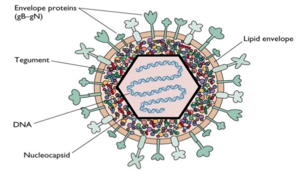 presentation of herpes simplex virus