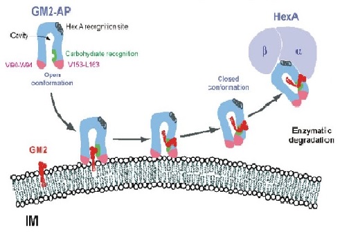 Strategies to combat Tay-Sachs disease - ScienceDirect