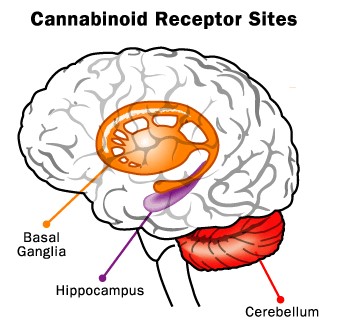 marijuana-brain_2_.jpg