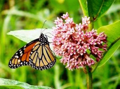 monarch_butterfly_on_milkweed.jpg