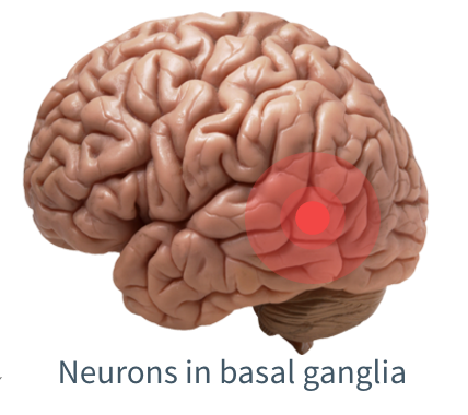 neurons_in_basal_ganglia.png