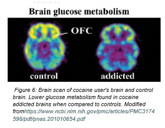ofc_glucose_with_caption_1.jpg