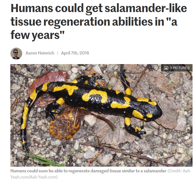 salamander.png