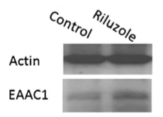 Figure 7a:EAAC1 expression, measured by Western blotting with specific antibody, in C6 astroglial cells in the presence or absence of riluzole. Cells were pretreated with riluzole for 1 h in DMEM without serum. 