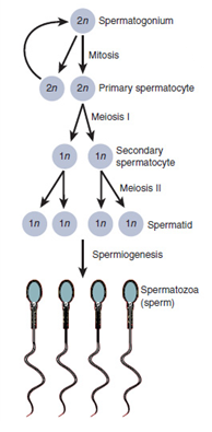 spermatogenesis-1.png