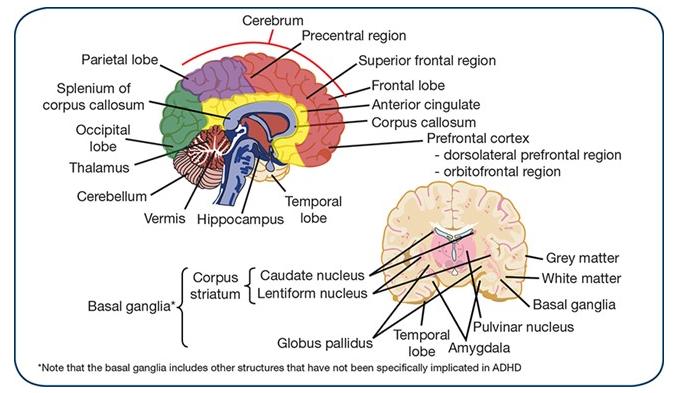 Adhd Brain Structure