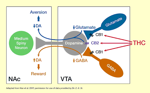thc_pathway.png