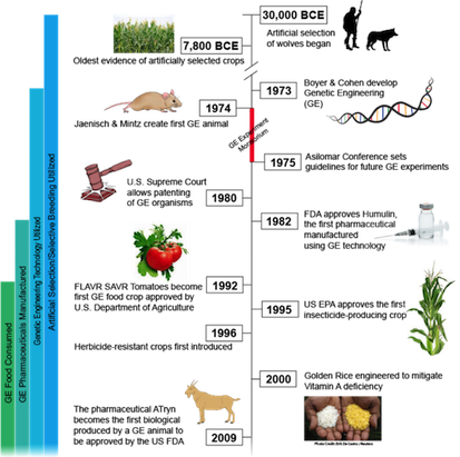 timeline_of_the_development_of_gmo_s.png