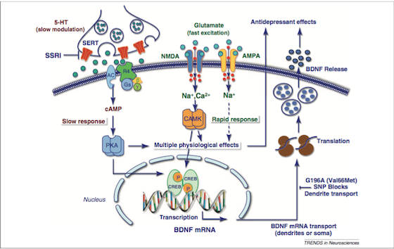 Figure 3: Signalling pathways and the treatment of depression 