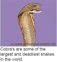 wiki:snake_4.jpg