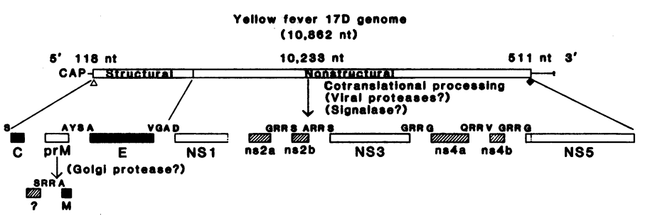 yfv_genome.png